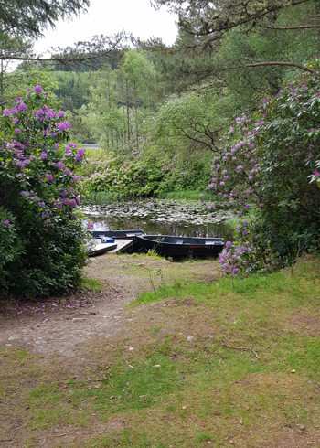 scenic view of a tranquil pond surrounded by lush green grass and blooming purple flowers with three boats moored nearby five peaceful moments in nature