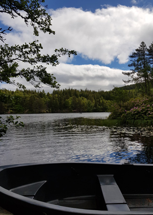 a peaceful lake scene with a black boat near the shore surrounded by lush greenery and bright blue sky with clouds perfect for a relaxing day outdoors by the water with three trees in the background